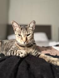 Lost Female Cat last seen Andrews avenue & sunrise blvd., Fort Lauderdale, FL 33311