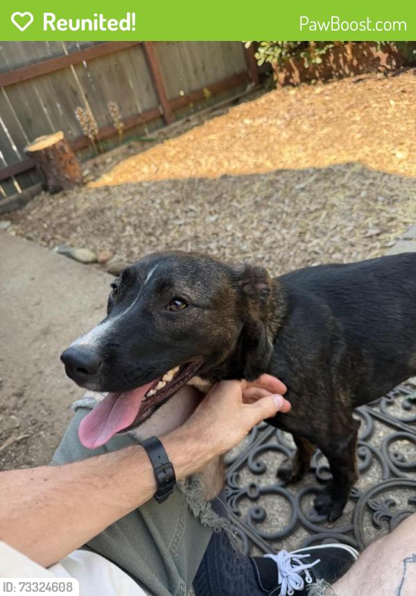 Reunited Female Dog last seen Grass valley school district, The Pines Inn, Grass Valley, CA 95945