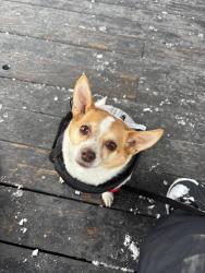 Reunited Female Dog last seen 52nd and Main, 52nd and Broadway, Los Angeles, CA 90037