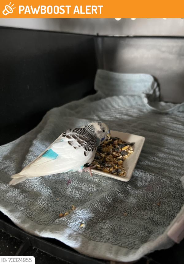 Found/Stray Unknown Bird last seen Elizabeth Road and Buckley Road, Lake Worth Beach, FL 33461