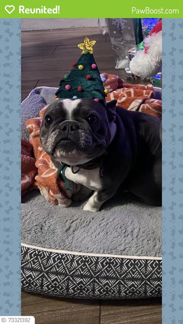 Reunited Female Dog last seen 15th and j, Lancaster, CA 93535