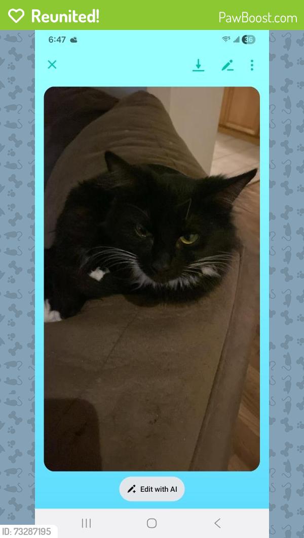 Reunited Female Cat last seen 7th ave soccer fields, Longview, WA 98632