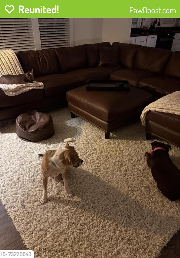 Reunited Male Dog last seen Site 43 Petersburg Campground, Appling, GA 30802
