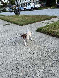 Found/Stray Male Dog last seen Third st, Augusta, GA 30901