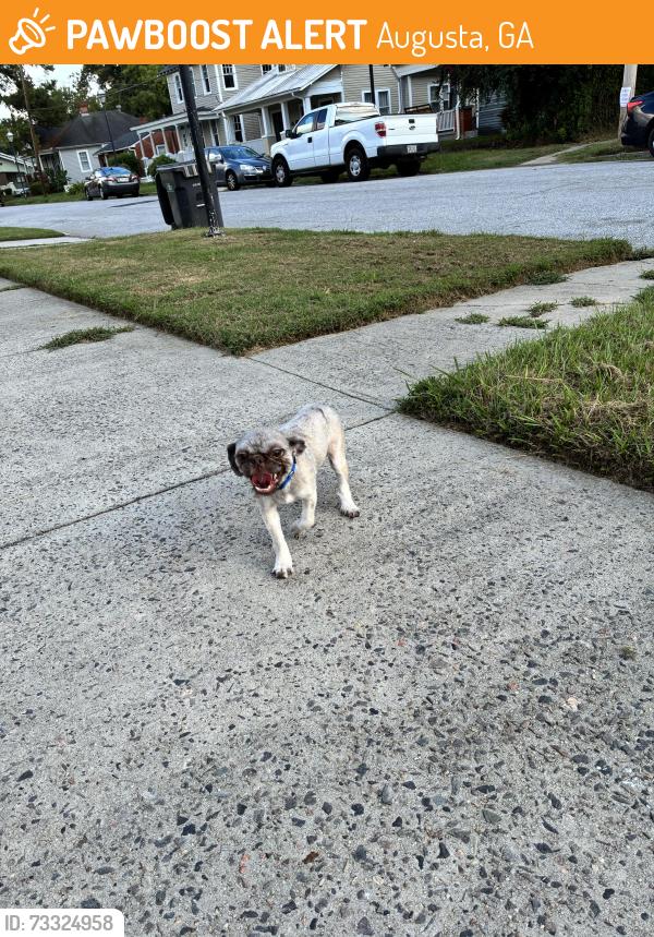 Found/Stray Male Dog last seen Third st, Augusta, GA 30901