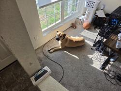 Lost Male Dog last seen Nadine, Killeen, TX 76549