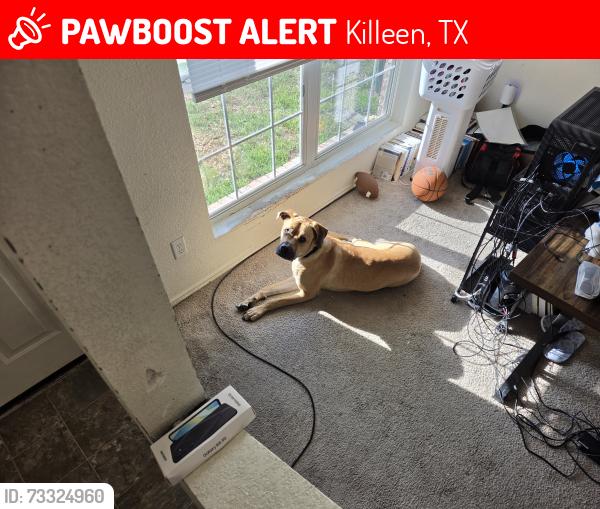 Lost Male Dog last seen Nadine, Killeen, TX 76549