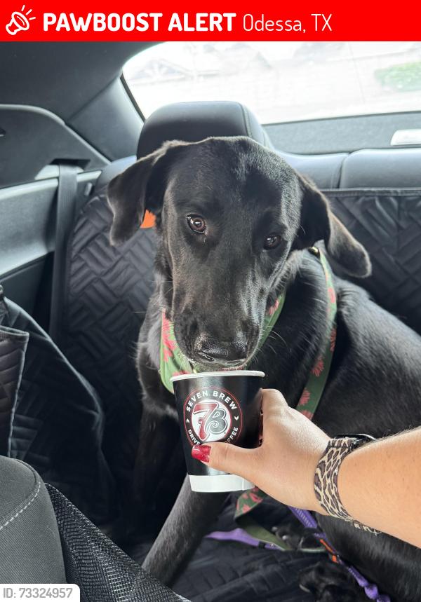 Lost Female Dog last seen Dixie, Odessa, TX 79762