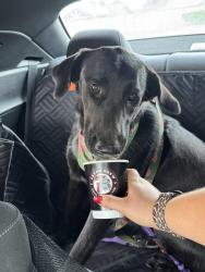 Lost Female Dog last seen Dixie, Odessa, TX 79762
