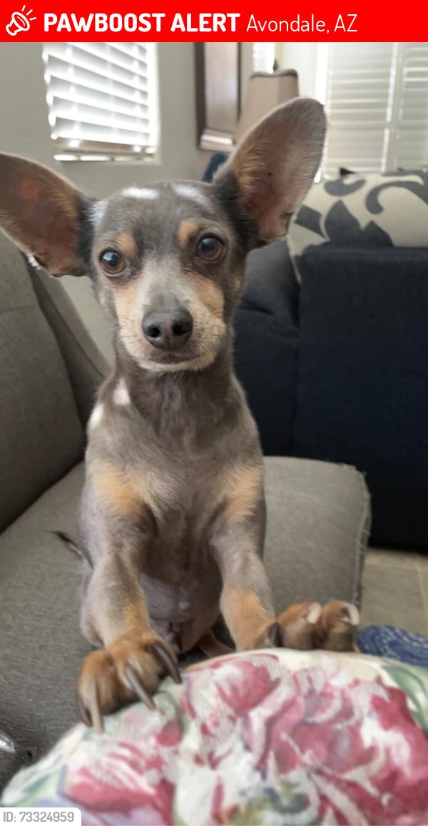Lost Male Dog last seen Maricopa 106 th vista Val verde, Avondale, AZ 85323