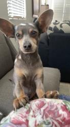 Lost Male Dog last seen Maricopa 106 th vista Val verde, Avondale, AZ 85323