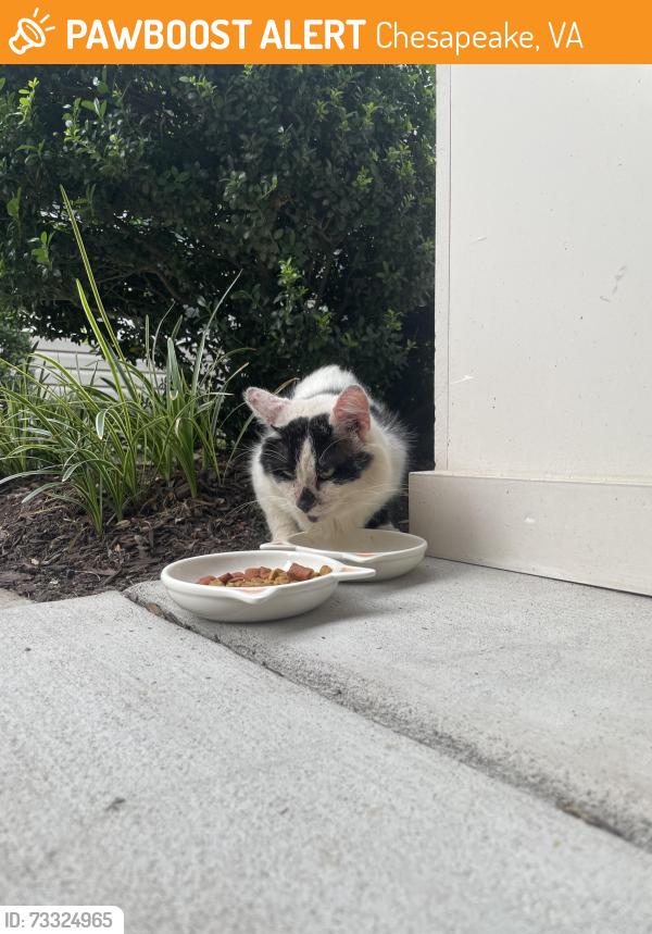 Found/Stray Unknown Cat last seen Oak Grove and Kempsville RD., Chesapeake, VA 23320