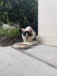 Found/Stray Unknown Cat last seen Oak Grove and Kempsville RD., Chesapeake, VA 23320