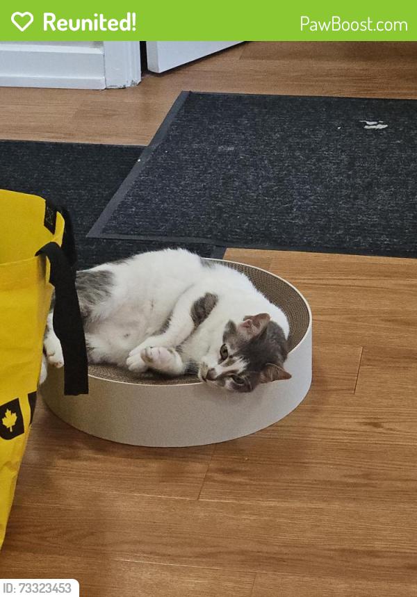 Reunited Male Cat last seen Near ave and 39 street, Sylvan Lake, AB T4S 1B8