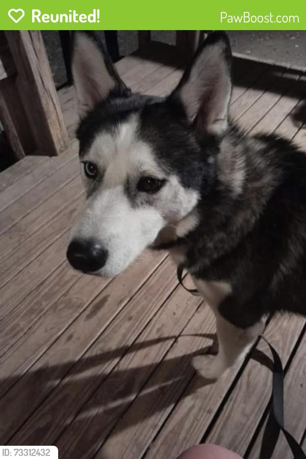 Reunited Male Dog last seen Airport on 64, Tyler, TX 75704