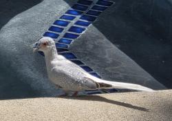Found/Stray Unknown Bird last seen Westbourne Dr & Rosewood Ave, West Hollywood, CA 90048