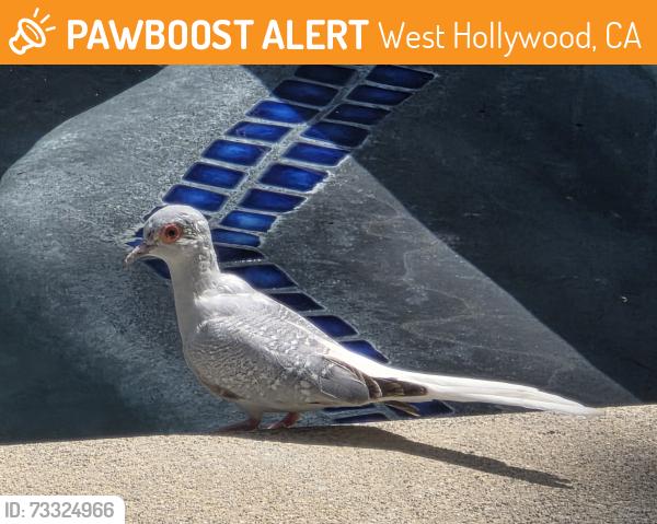 Found/Stray Unknown Bird last seen Westbourne Dr & Rosewood Ave, West Hollywood, CA 90048