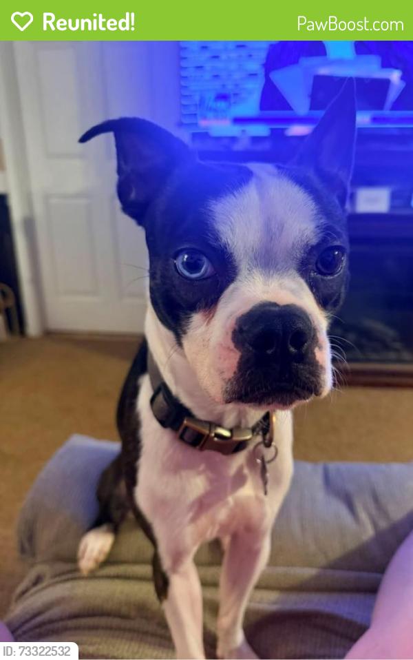 Reunited Male Dog last seen Fair Dr, Knoxville, TN, USA, Knoxville, TN 37917