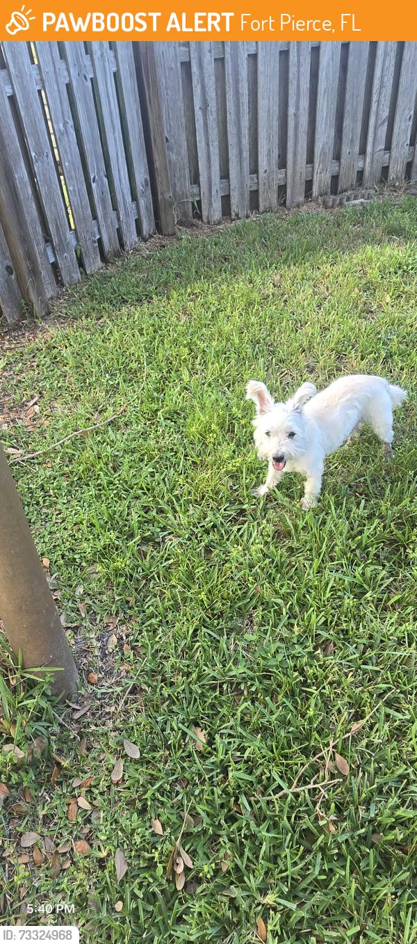 Found/Stray Male Dog last seen tiffany ave, Fort Pierce, FL 34952