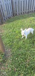 Found/Stray Male Dog last seen tiffany ave, Fort Pierce, FL 34952