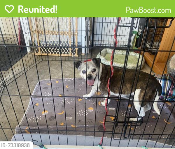 Reunited Male Dog last seen Clark and Pecos, Las Vegas, NV 89101