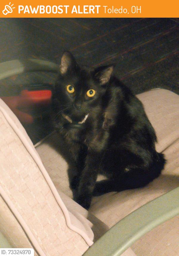 Found/Stray Female Cat last seen North west corner of Holland Sylvania andCentrl, Toledo, OH 43615