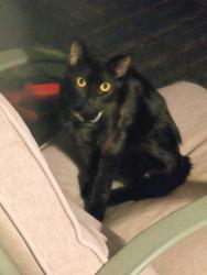 Found/Stray Female Cat last seen North west corner of Holland Sylvania andCentrl, Toledo, OH 43615