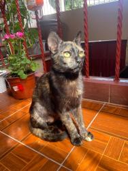 Lost Male Cat last seen Calle Rielera 447, Ciudad Nezahualcóyotl, Méx. 57000