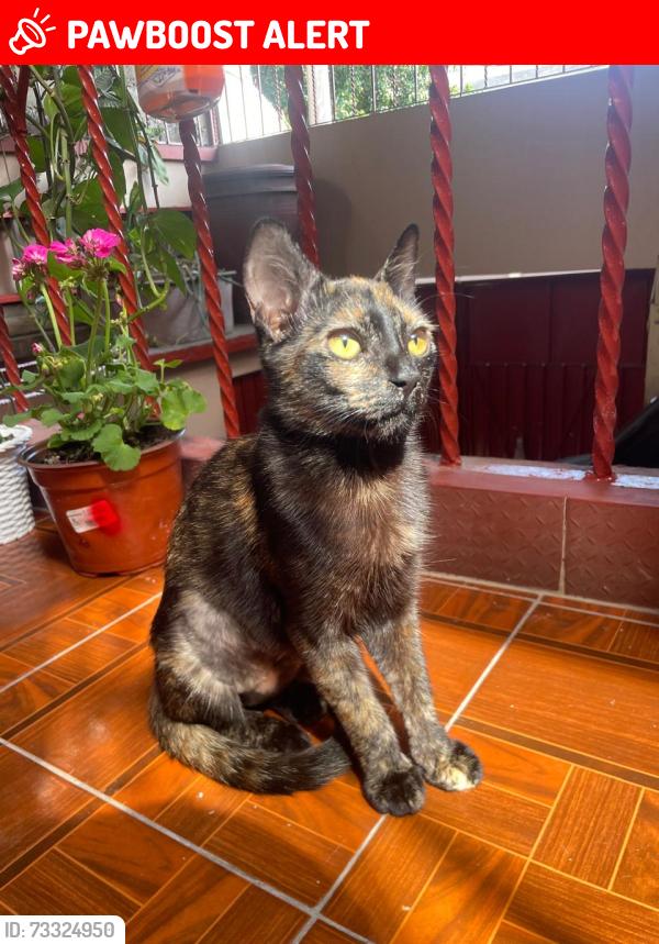 Lost Male Cat last seen Calle Rielera 447, Ciudad Nezahualcóyotl, Méx. 57000