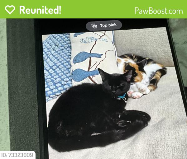 Reunited Female Cat last seen Bexhill and lakeshore rd, Mississauga, ON L5H 1B1
