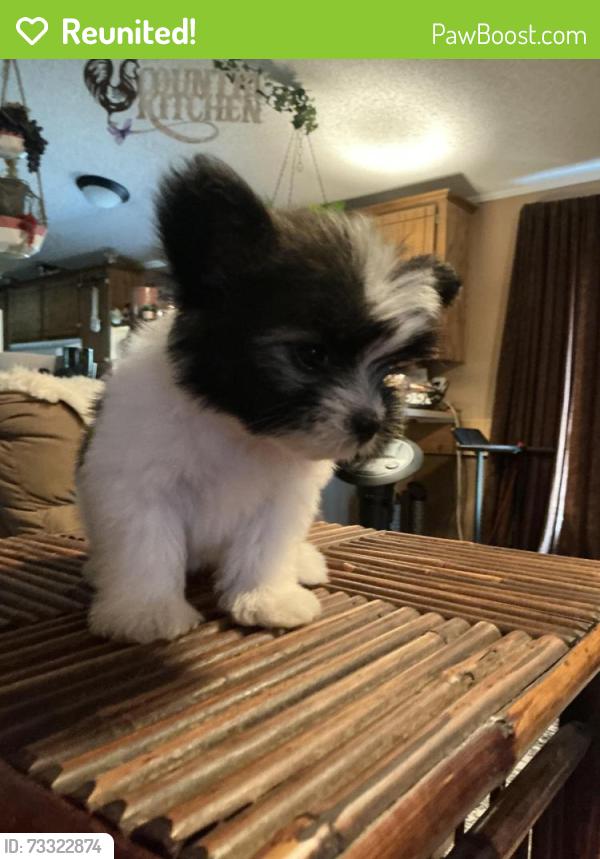 Reunited Female Dog last seen Charter oak and Douglas Guthrie, Guthrie, OK 73044