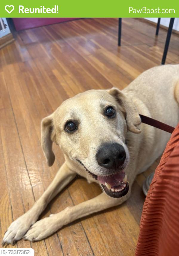 Reunited Male Dog last seen Loughborough and gravios, St. Louis, MO 63109
