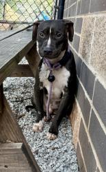 Shelter Stray Male Dog last seen , , GA, 3280 Chamblee Dunwoody Rd, Chamblee, GA 30341, USA