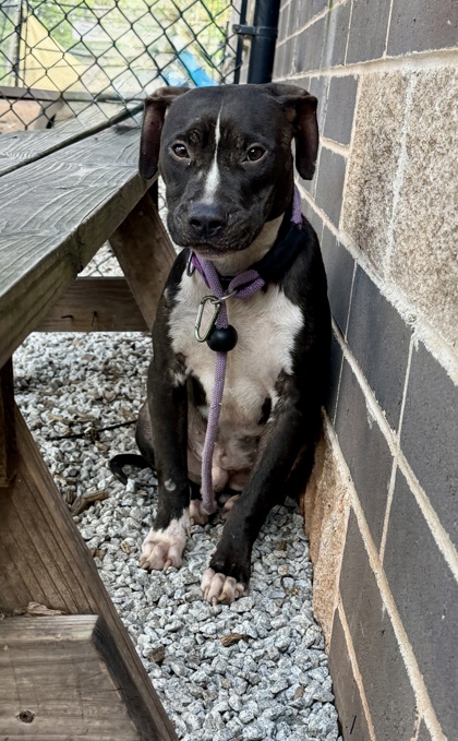 Shelter Stray Male Dog last seen , , GA, 3280 Chamblee Dunwoody Rd, Chamblee, GA 30341, USA