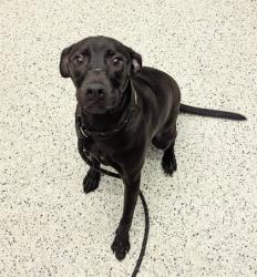 Shelter Stray Male Dog last seen Near Bolton Rd NW, Atlanta, GA, 1251 Fulton Industrial Blvd NW, Atlanta, GA 30336, USA