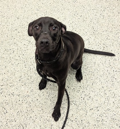 Shelter Stray Male Dog last seen Near Bolton Rd NW, Atlanta, GA, 1251 Fulton Industrial Blvd NW, Atlanta, GA 30336, USA