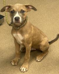 Shelter Stray Male Dog last seen , , GA, 3280 Chamblee Dunwoody Rd, Chamblee, GA 30341, USA
