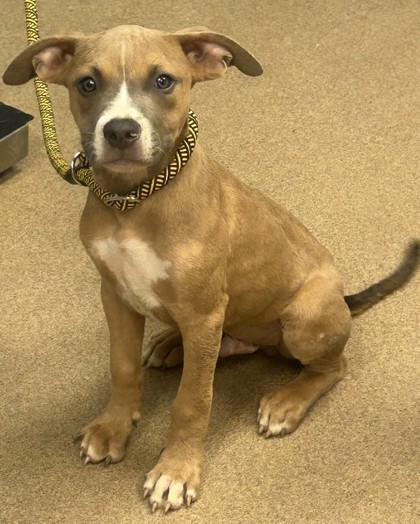 Shelter Stray Male Dog last seen , , GA, 3280 Chamblee Dunwoody Rd, Chamblee, GA 30341, USA