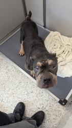 Shelter Stray Male Dog last seen Near Boulder Park dr, Atlanta, GA, 1251 Fulton Industrial Blvd NW, Atlanta, GA 30336, USA