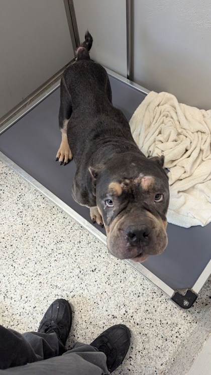 Shelter Stray Male Dog last seen Near Boulder Park dr, Atlanta, GA, 1251 Fulton Industrial Blvd NW, Atlanta, GA 30336, USA