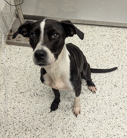 Shelter Stray Female Dog last seen Near Bonneville Terr NW, Atlanta, GA, 1251 Fulton Industrial Blvd NW, Atlanta, GA 30336, USA