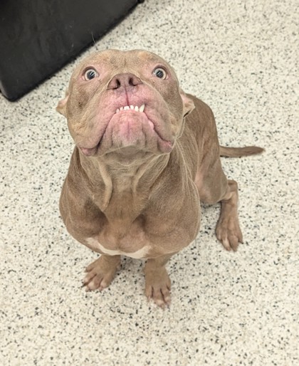 Shelter Stray Male Dog last seen Near RIDGECREST LN, Atlanta, GA, 1251 Fulton Industrial Blvd NW, Atlanta, GA 30336, USA