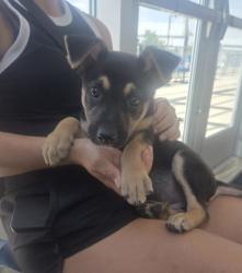 Shelter Stray Male Dog last seen Near block of Brae Ct, Central District, TX, 355 Hillshire Dr, Haslet, TX 76052, USA