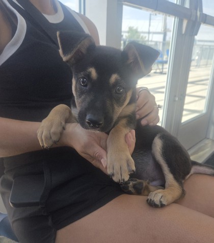 Shelter Stray Male Dog last seen Near block of Brae Ct, Central District, TX, 355 Hillshire Dr, Haslet, TX 76052, USA