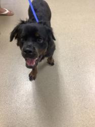 Shelter Stray Male Dog last seen Near Kitty Hawk Ln, South District, TX, 355 Hillshire Dr, Haslet, TX 76052, USA