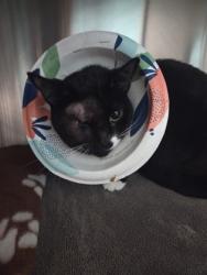 Shelter Stray Female Cat last seen VEG, Unknown, MD, 2490 Giles Rd, Baltimore, MD 21225, USA