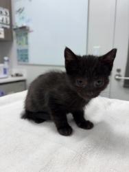Shelter Stray Female Cat last seen N Oak Trfy & HWY 69, KCMO, 64118, 64118, MO, 7077 Elmwood Ave, Kansas City, MO 64132, USA