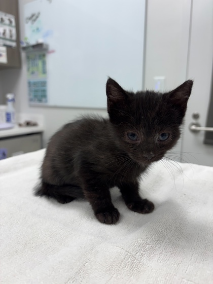 Shelter Stray Female Cat last seen N Oak Trfy & HWY 69, KCMO, 64118, 64118, MO, 7077 Elmwood Ave, Kansas City, MO 64132, USA