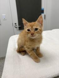 Shelter Stray Male Cat last seen N Oak Trfy & HWY 69, KCMO, 64118, 64118, MO, 7077 Elmwood Ave, Kansas City, MO 64132, USA