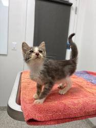 Shelter Stray Female Cat last seen E 39th St & Agnes Ave, KCMO, 64128, 64128, MO, 7077 Elmwood Ave, Kansas City, MO 64132, USA